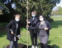 Pani Dyrektor Teresa Wesołowska, pani Sylwia Skowrońską i absolwenci tradycyjnie w dniu zakończenia roku szkolnego dla maturzystów sadzą drzewka w parku.