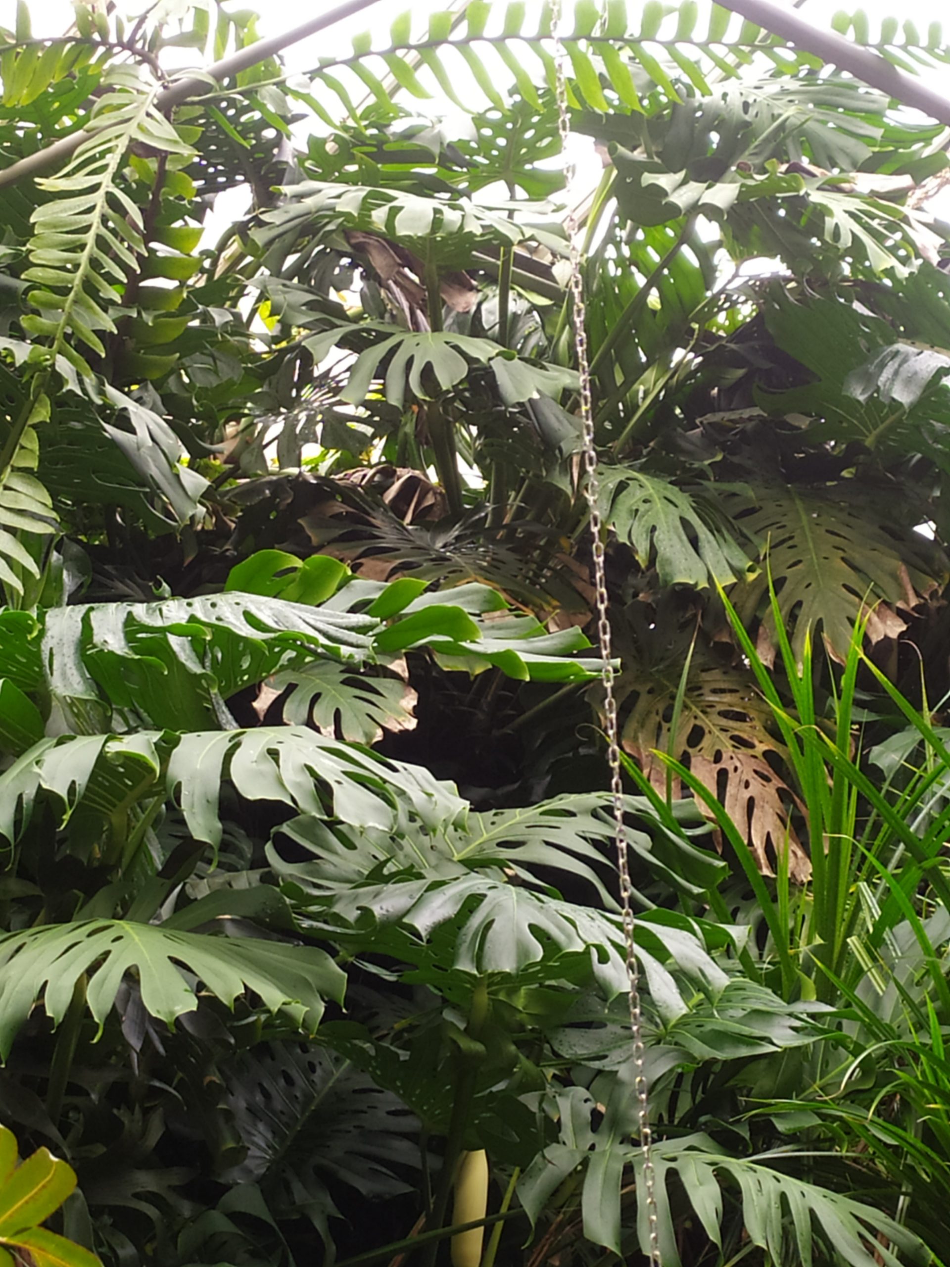 Warsztaty w Ogrodzie Botanicznym UW "W cieniu tropików" klasa 3I i 3F